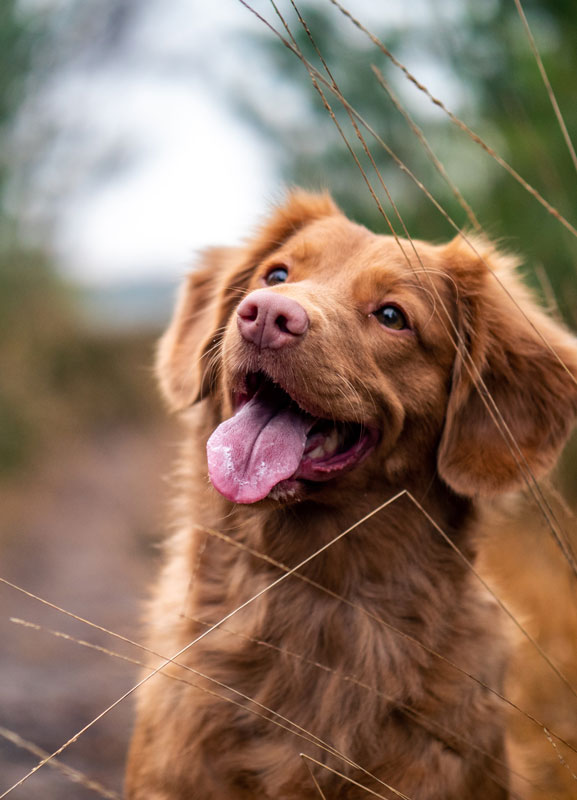 marinpet-salmopet-dog